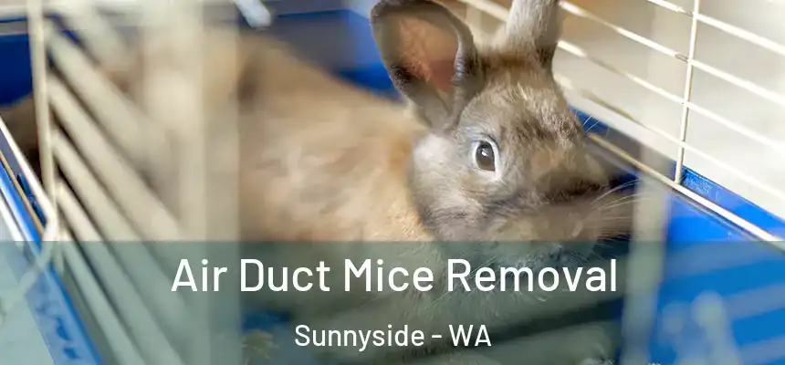  Air Duct Mice Removal Sunnyside - WA